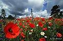 071Champs de coquelicots.jpg